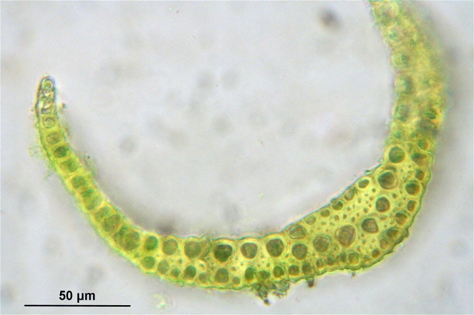 Dicranodontium denudatum