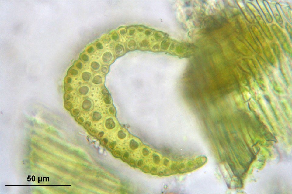 Dicranodontium denudatum
