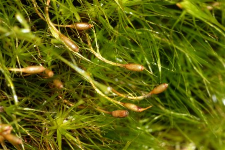Dicranodontium denudatum