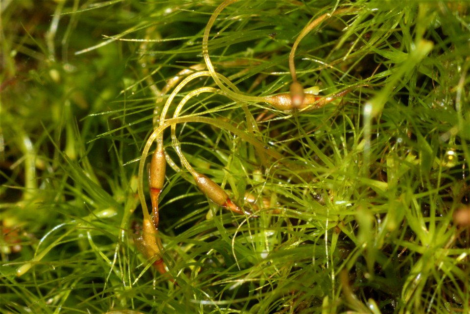 Dicranodontium denudatum