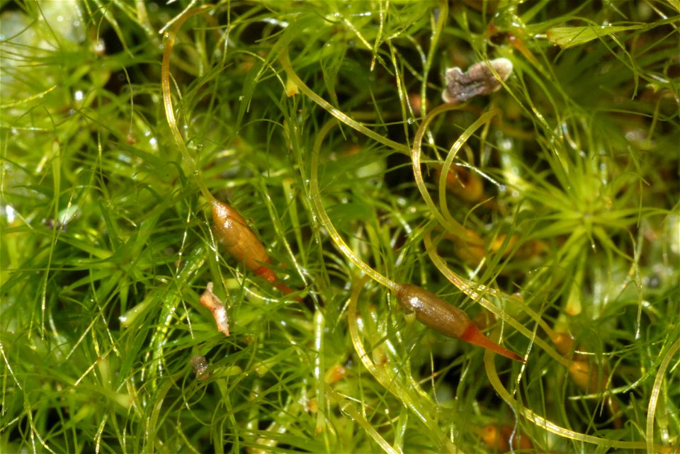 Dicranodontium denudatum