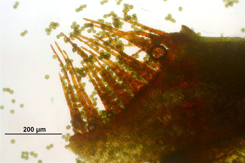 Dicranodontium denudatum
