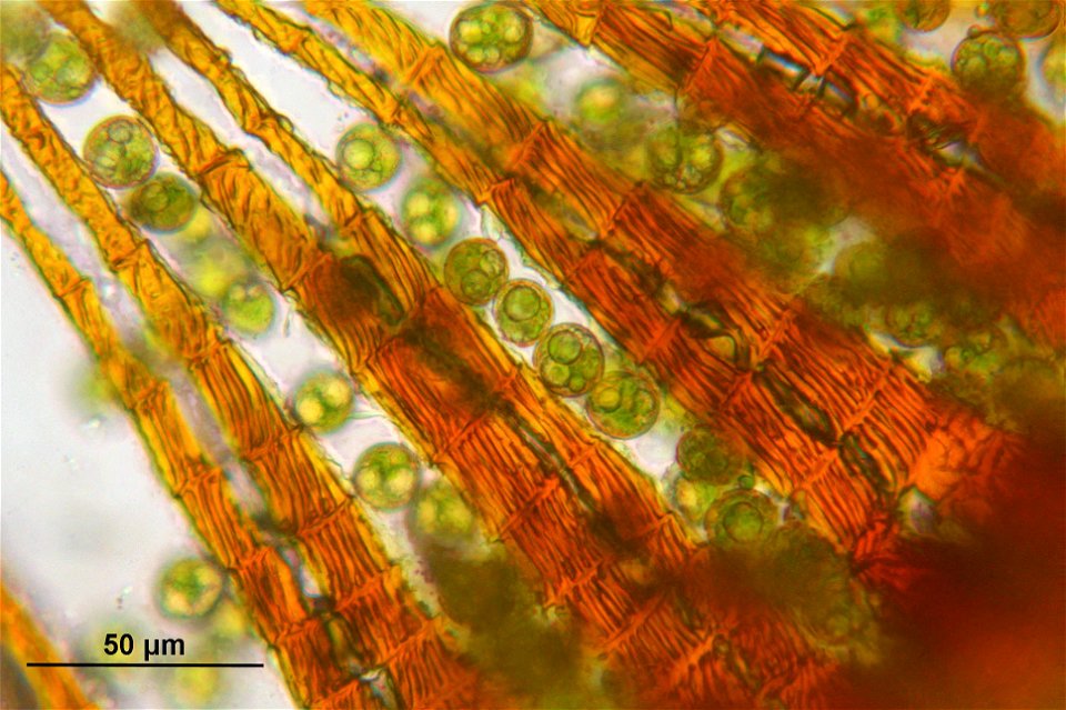 Dicranodontium denudatum