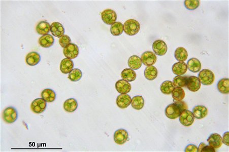 Dicranodontium denudatum