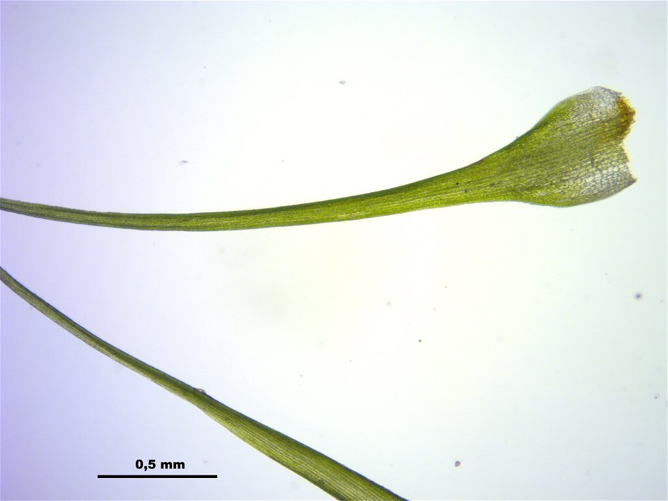 Dicranodontium denudatum
