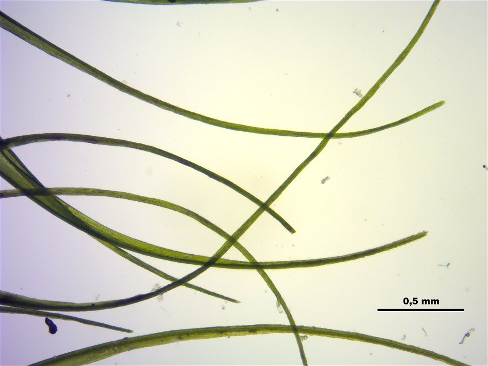Dicranodontium denudatum