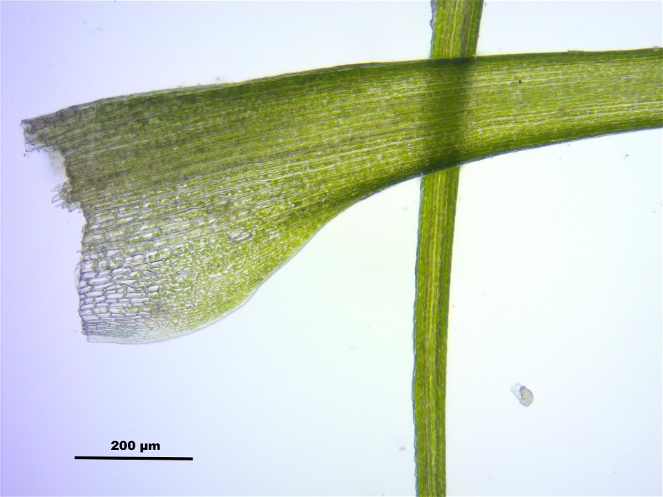 Dicranodontium denudatum