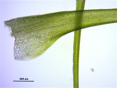Dicranodontium denudatum