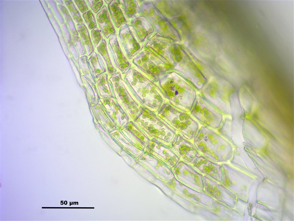 Dicranodontium denudatum