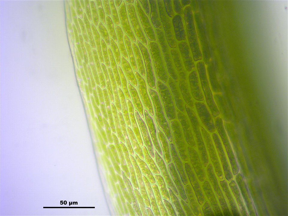 Dicranodontium denudatum