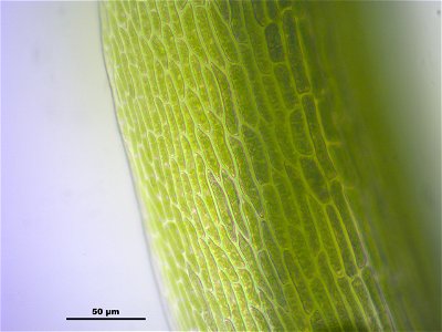 Dicranodontium denudatum