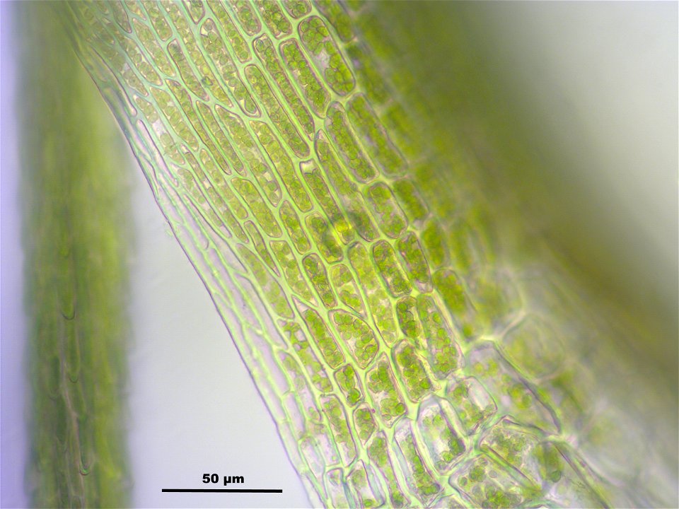Dicranodontium denudatum