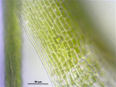 Dicranodontium denudatum