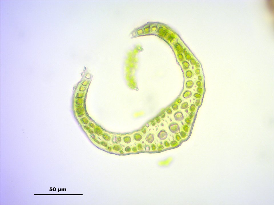 Dicranodontium denudatum