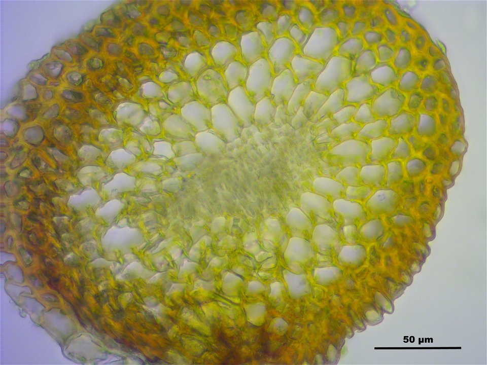 Dicranodontium denudatum