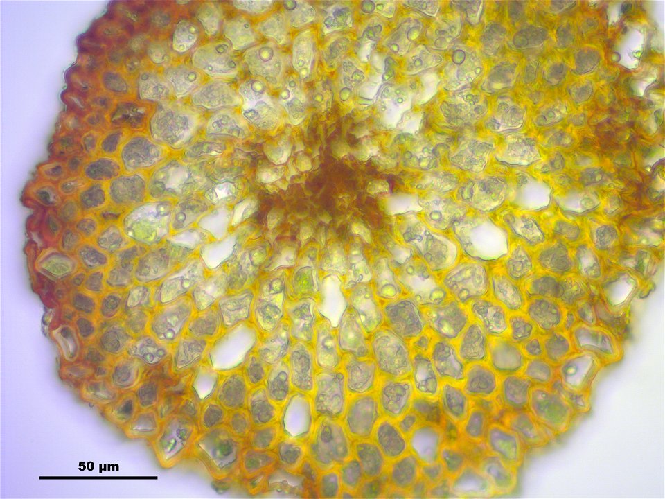 Dicranodontium denudatum