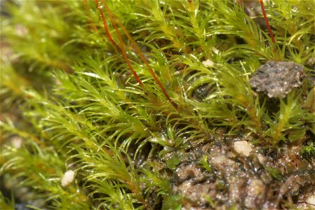 Dicranella varia
