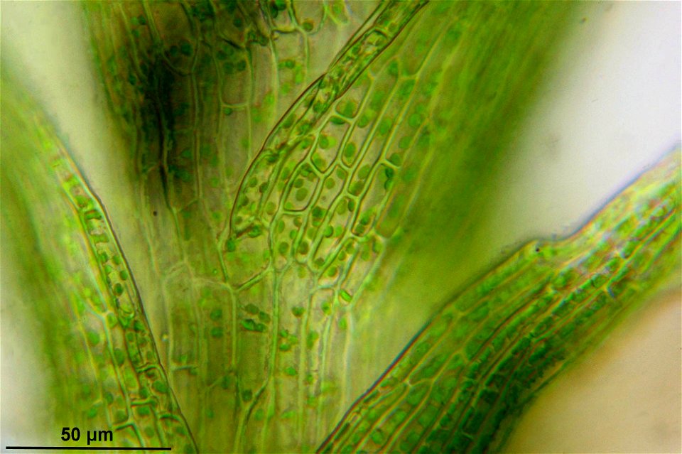 Dicranella varia