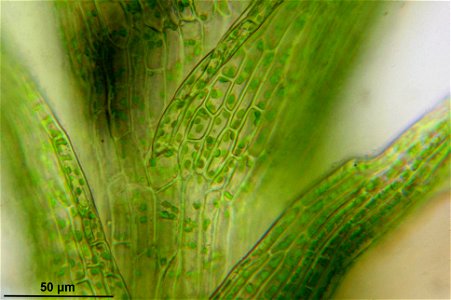 Dicranella varia