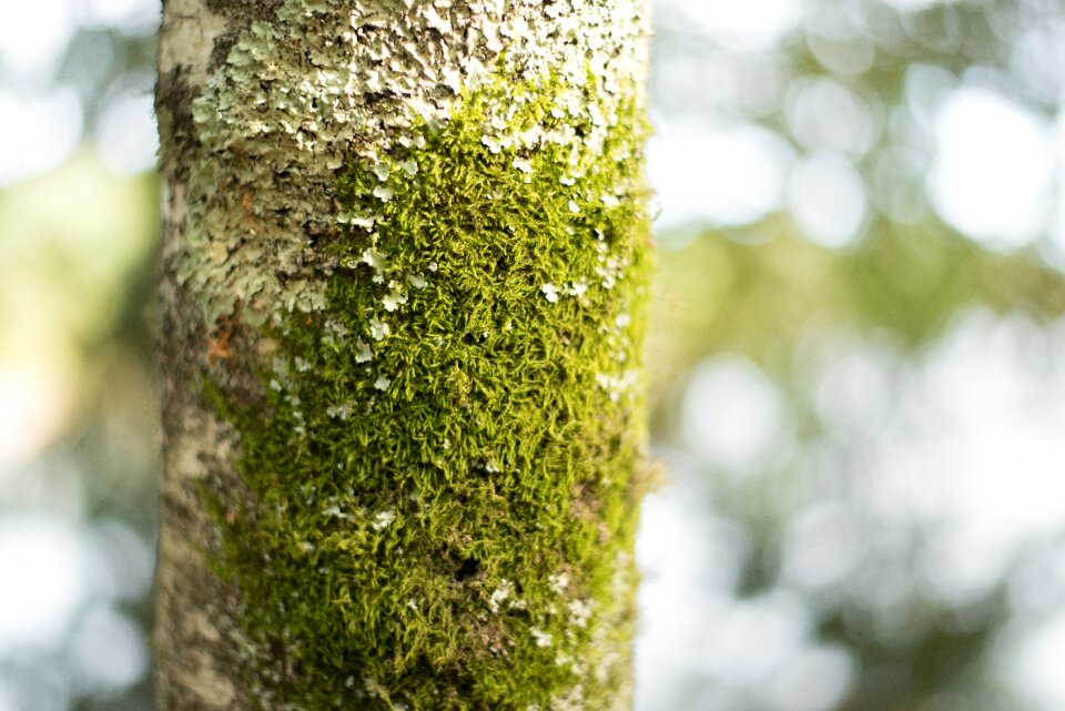 Tree bark tree trunk