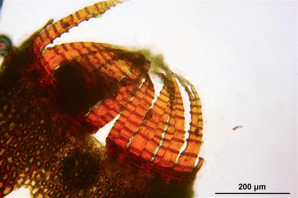 Dicranella varia