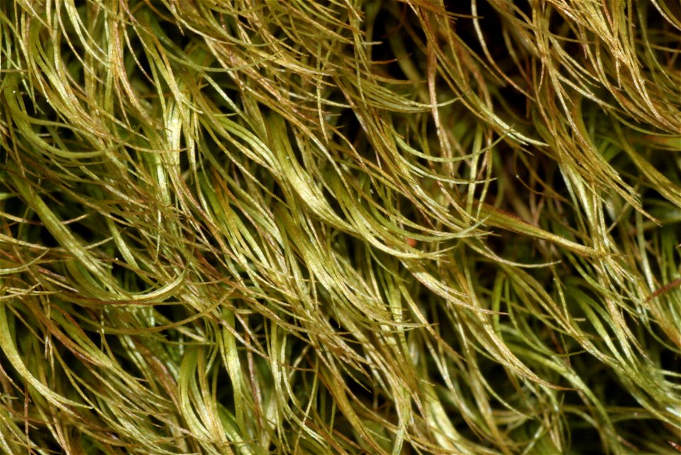 Paraleucobryum longifolium