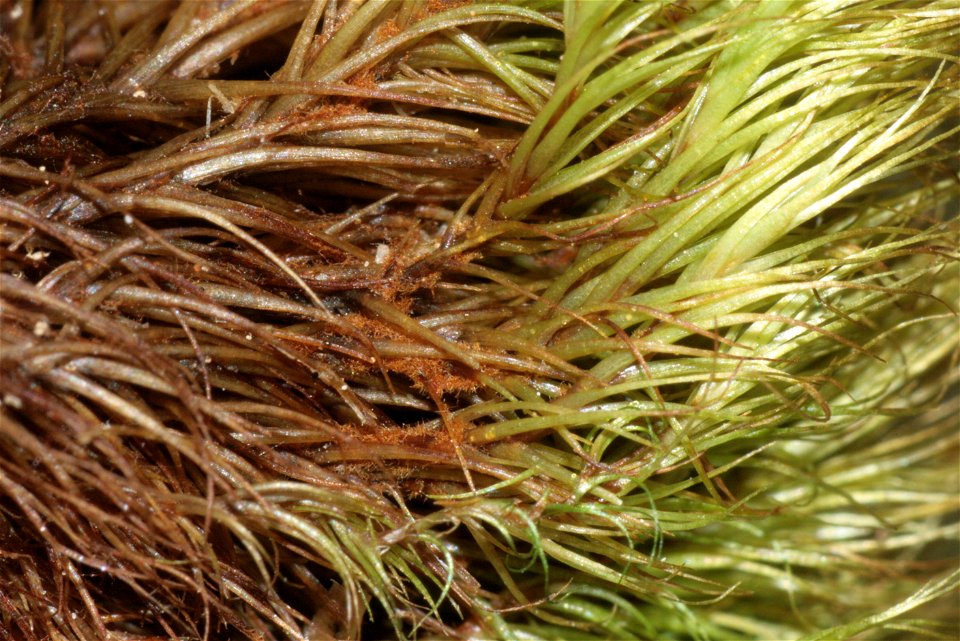 Paraleucobryum longifolium