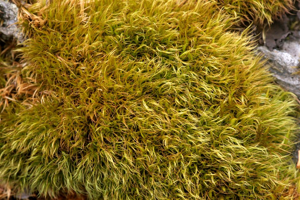 Paraleucobryum longifolium