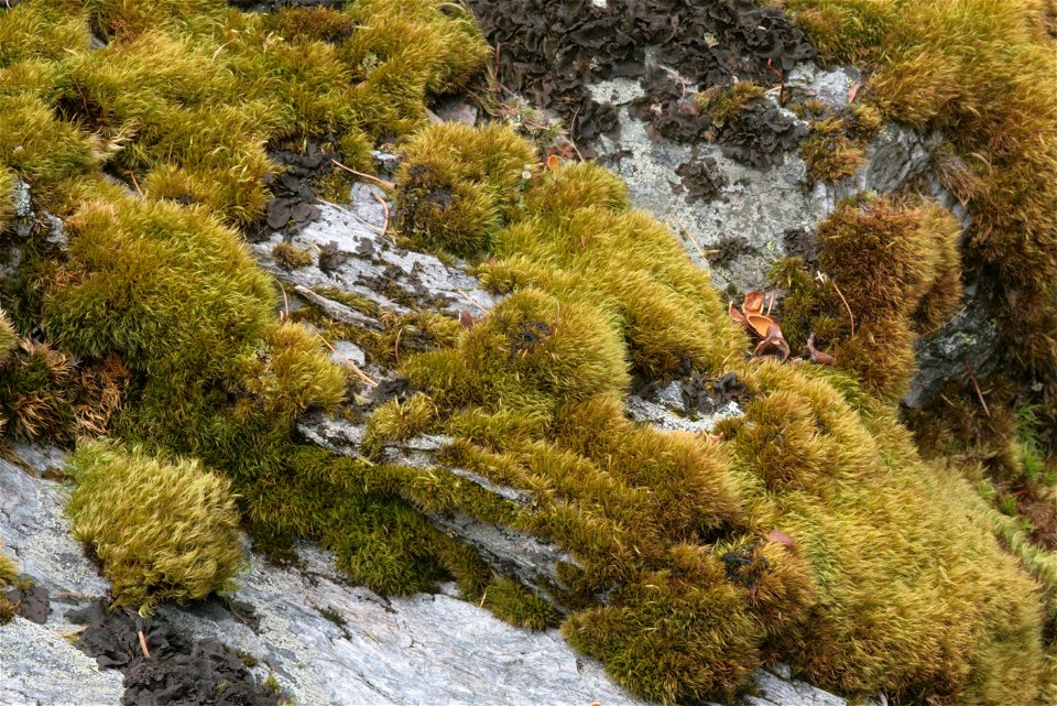 Paraleucobryum longifolium