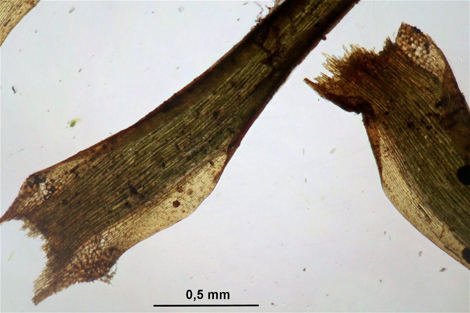 Paraleucobryum longifolium