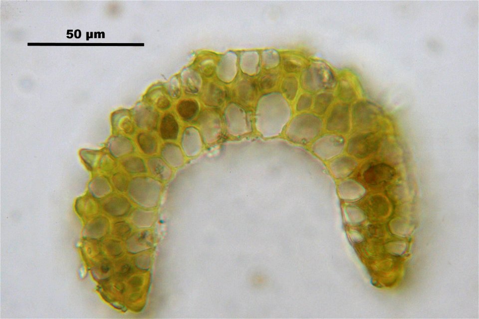 Paraleucobryum longifolium