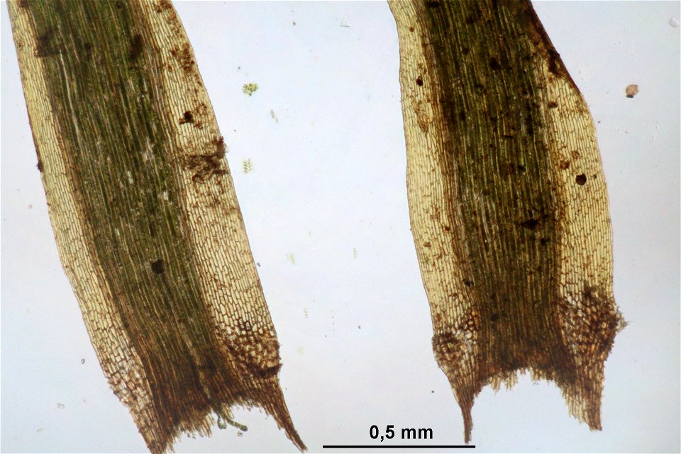 Paraleucobryum longifolium