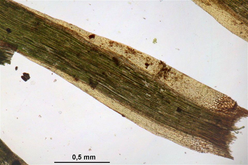 Paraleucobryum longifolium