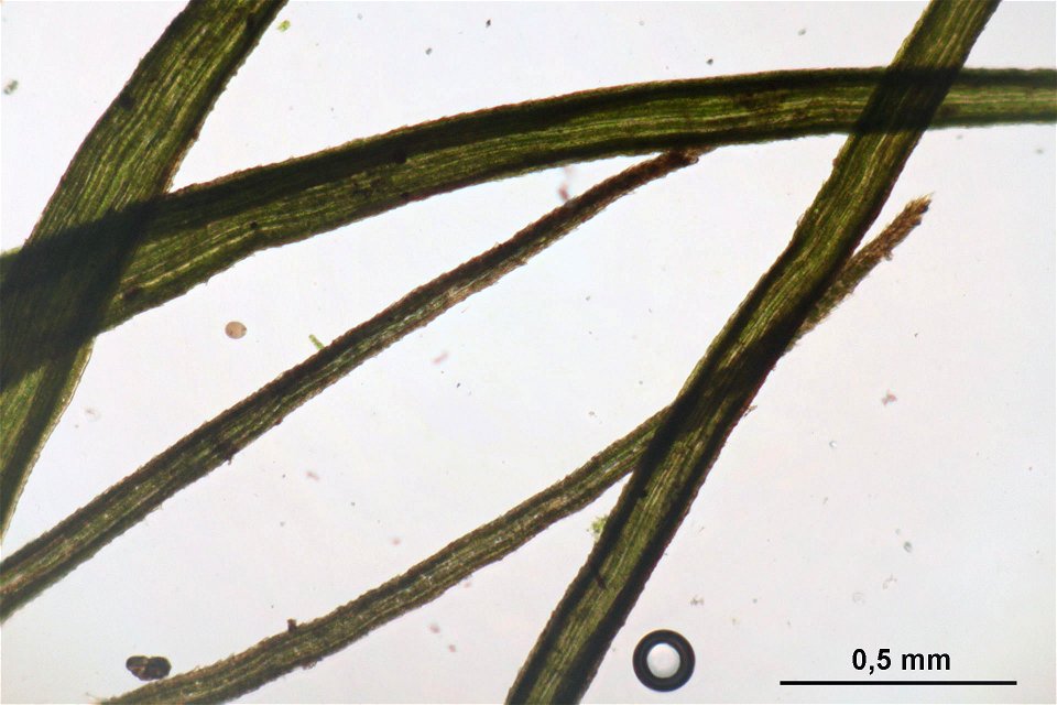 Paraleucobryum longifolium