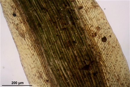 Paraleucobryum longifolium