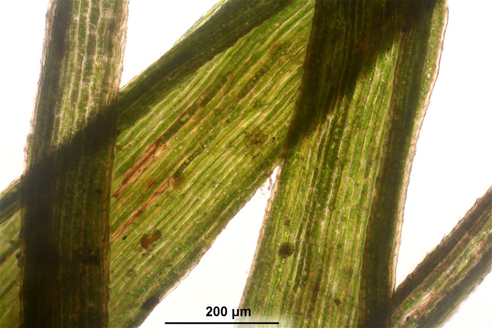 Paraleucobryum longifolium