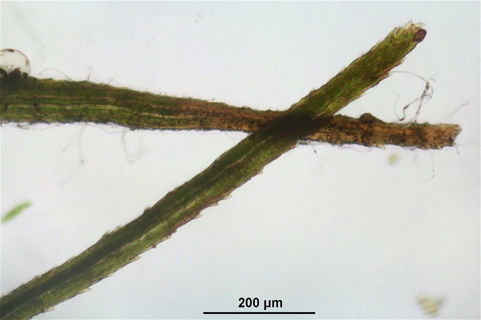 Paraleucobryum longifolium