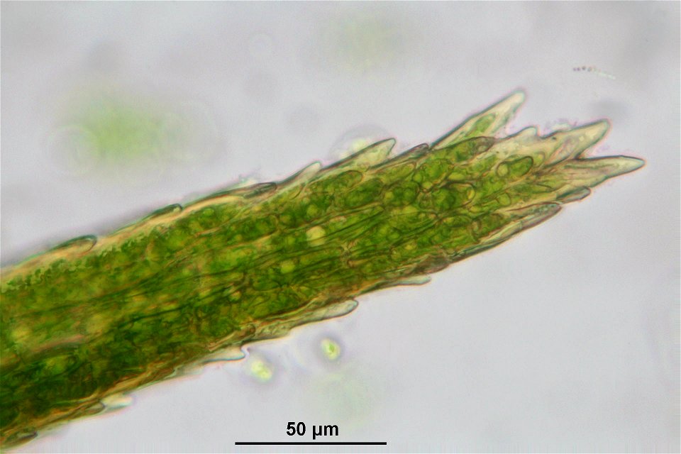 Paraleucobryum longifolium