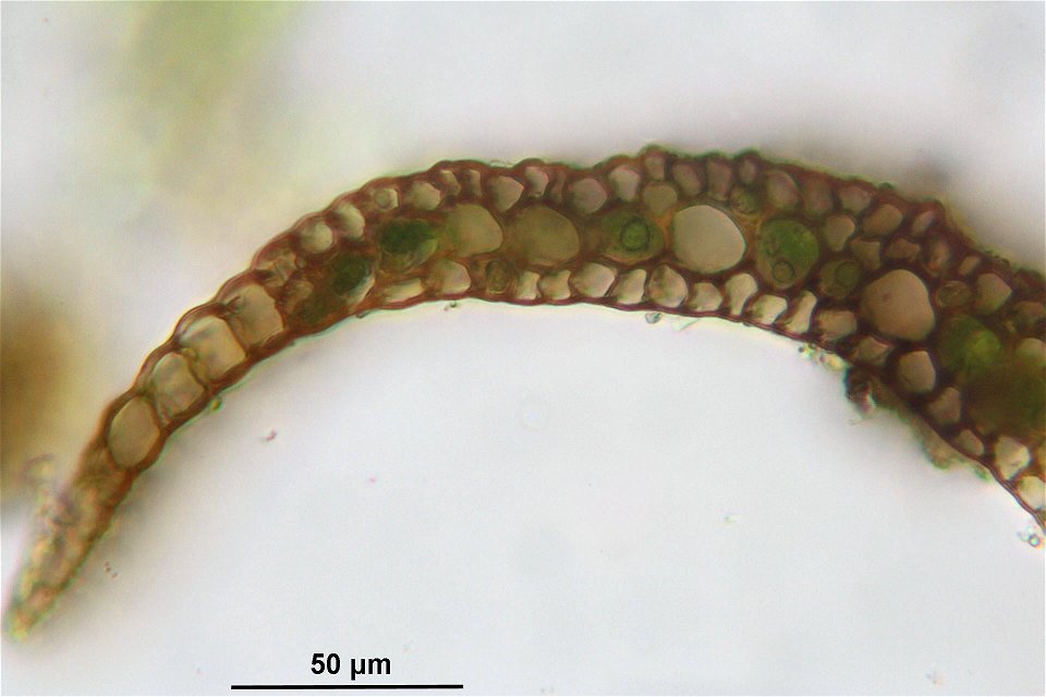 Paraleucobryum longifolium