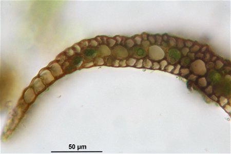 Paraleucobryum longifolium