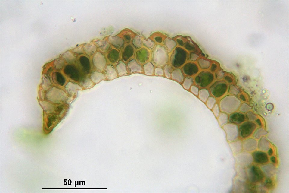 Paraleucobryum longifolium