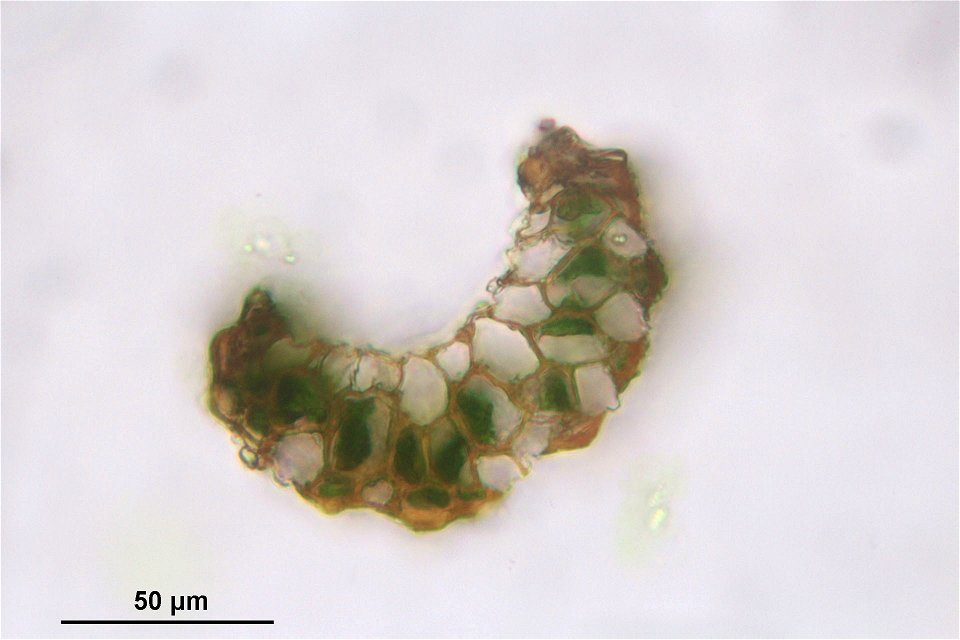 Paraleucobryum longifolium