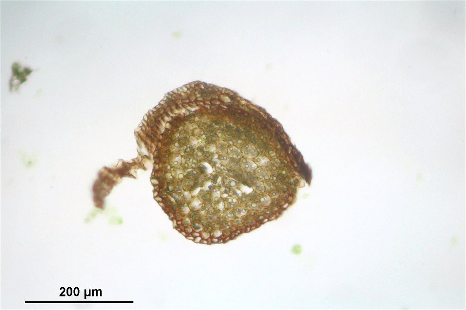 Paraleucobryum longifolium
