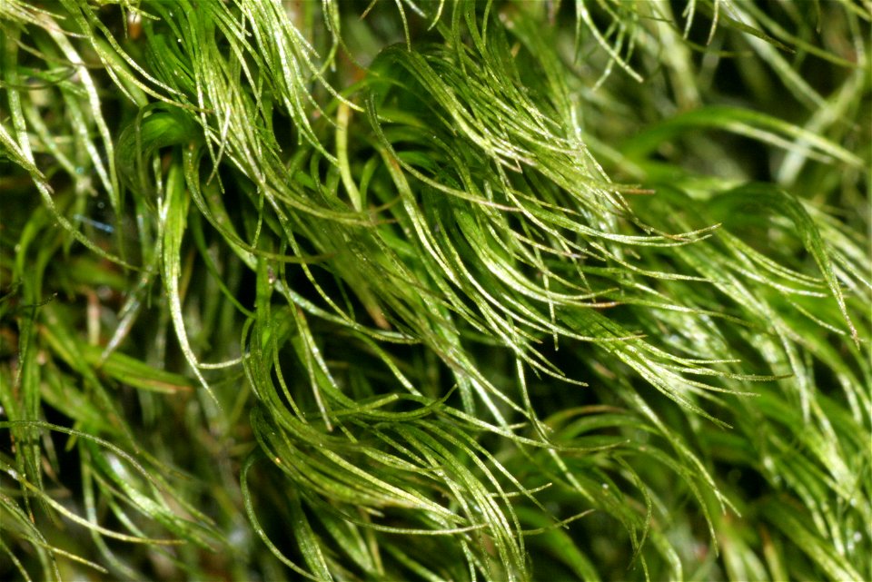 Paraleucobryum longifolium