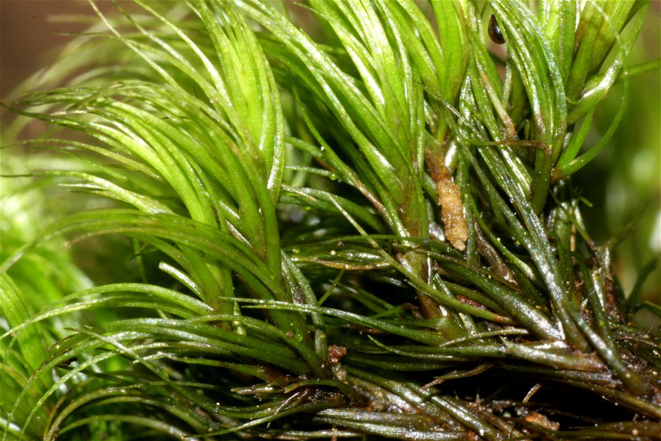 Paraleucobryum longifolium