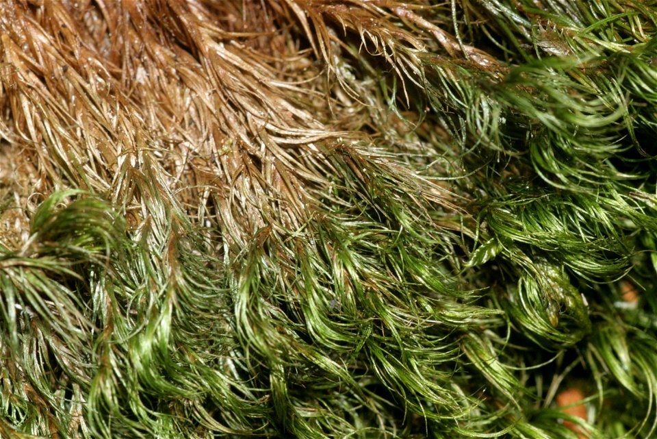 Paraleucobryum longifolium