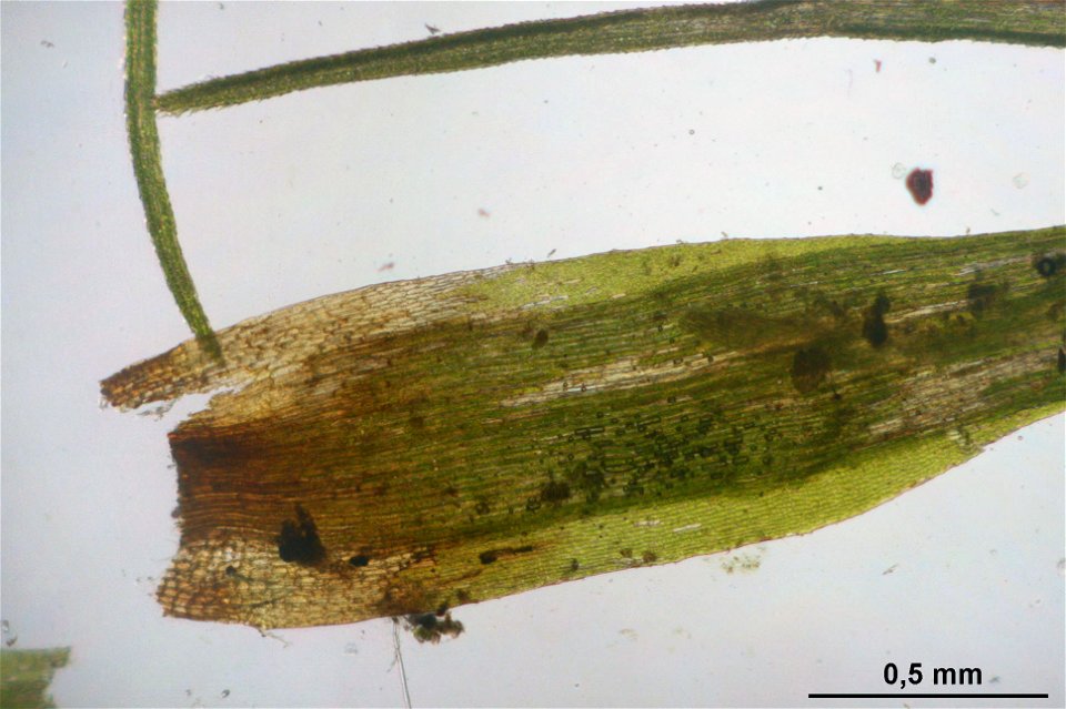 Paraleucobryum longifolium