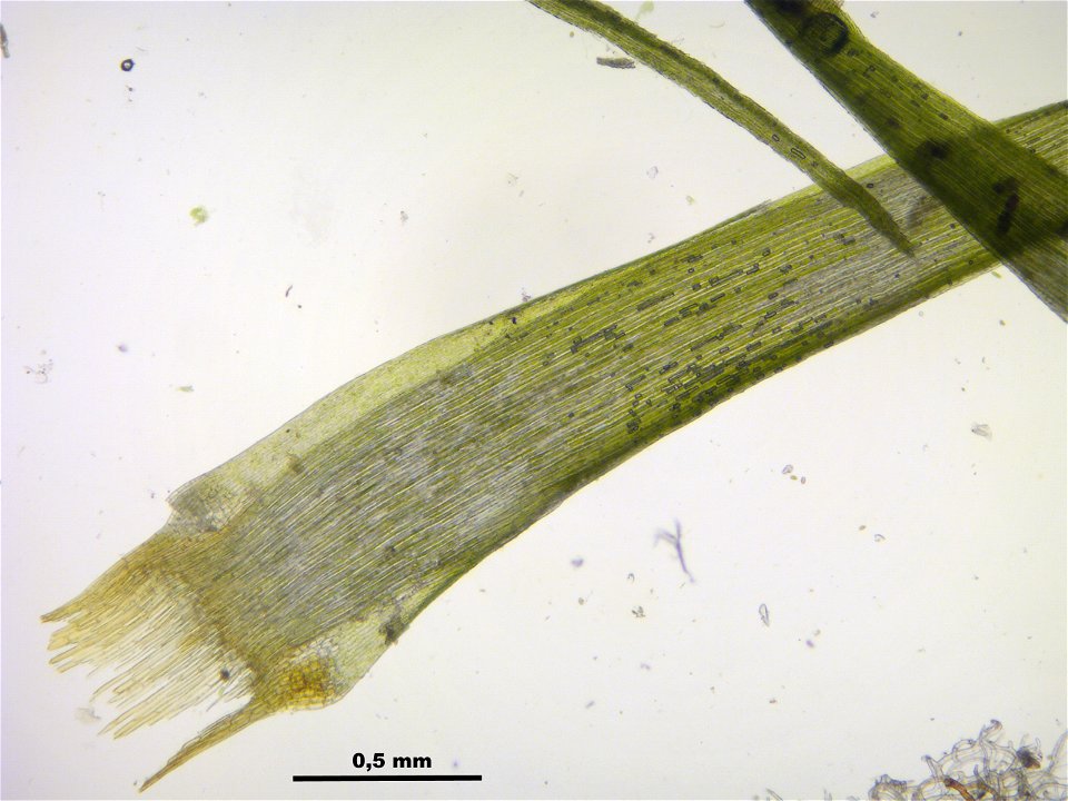 Paraleucobryum longifolium