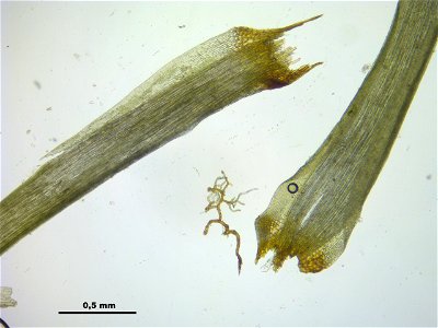 Paraleucobryum longifolium