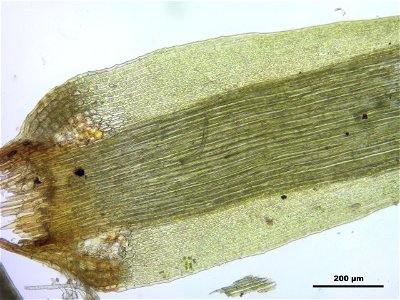 Paraleucobryum longifolium